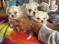 BISCUIT, a male Maltese for sale in Georgetown, IN – Photo 3 of 3