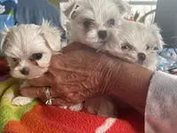 BISCUIT, a male Maltese for sale in Georgetown, IN – Photo 2 of 3