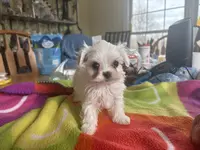 BISCUIT, a male Maltese for sale in Georgetown, IN – Photo 1 of 3