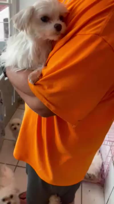 Pookie, a male Maltese for sale in Georgetown, IN – 7 of 7