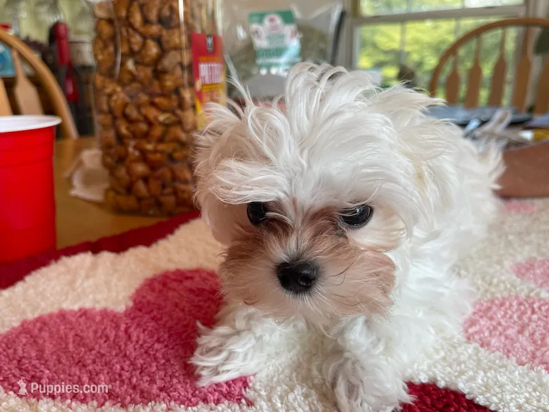 RASBERRRY – Morkie puppy for sale in Georgetown, IN