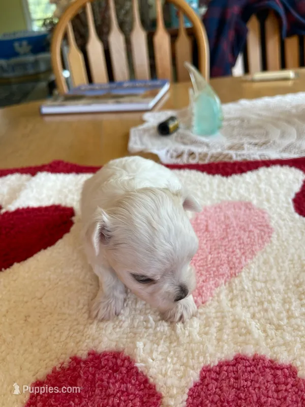 Kevin – Morkie puppy for sale in Georgetown, IN