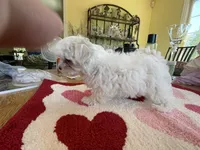 BIG BUNNY , a female Maltese for sale in Georgetown, IN – 3 of 5