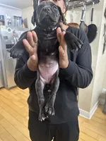 Light purple , a female Cane Corso for sale in Champaign, IL – 2 of 3