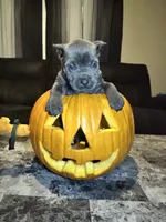 Green , a male Cane Corso for sale in Champaign, IL – 1 of 3