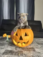 Teal, a male Cane Corso for sale in Champaign, IL – 2 of 3