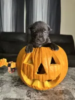Light purple , a female Cane Corso for sale in Champaign, IL – 3 of 3