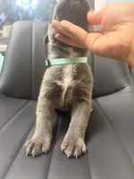 Teal, a male Cane Corso for sale in Champaign, IL – 3 of 3