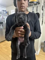 Light purple , a female Cane Corso for sale in Champaign, IL – 1 of 3