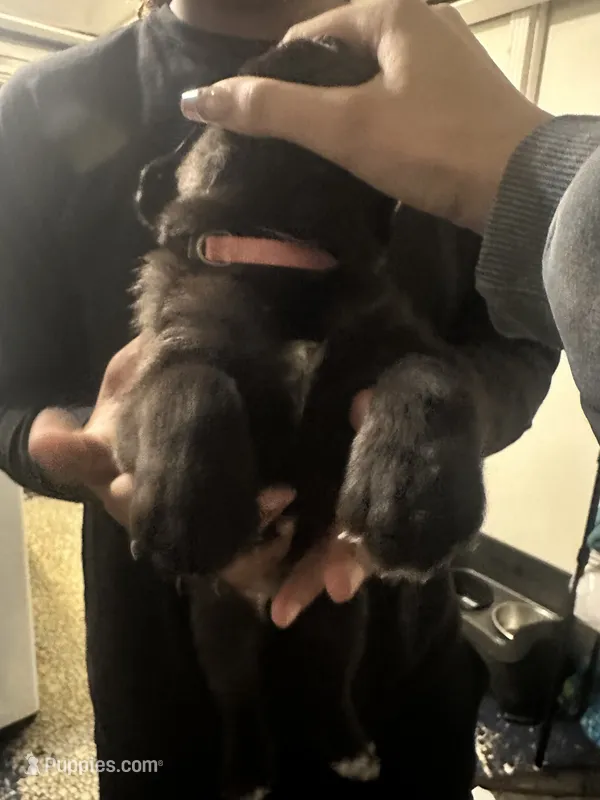 Pink – Cane Corso puppy for sale in Champaign, IL