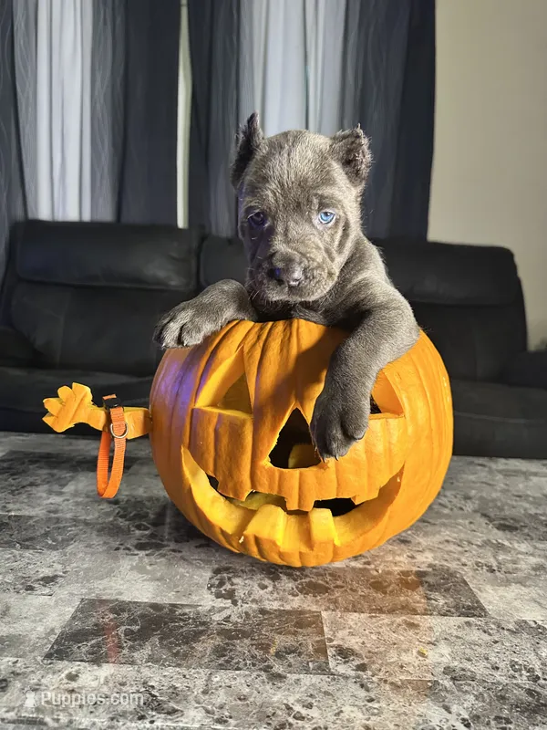 Orange – Cane Corso puppy for sale in Champaign, IL