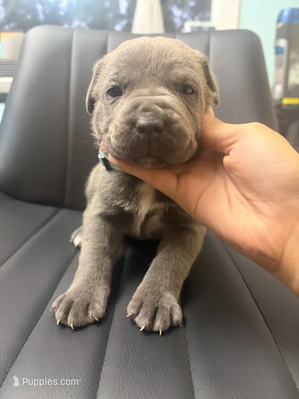 Teal – Cane Corso puppy for sale in Champaign, IL