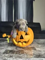 Yellow, a male Cane Corso for sale in Champaign, IL – 1 of 2