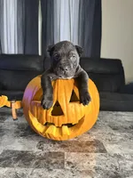 Peach, a female Cane Corso for sale in Champaign, IL – 2 of 3