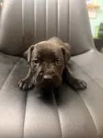 Peach, a female Cane Corso for sale in Champaign, IL – 3 of 3
