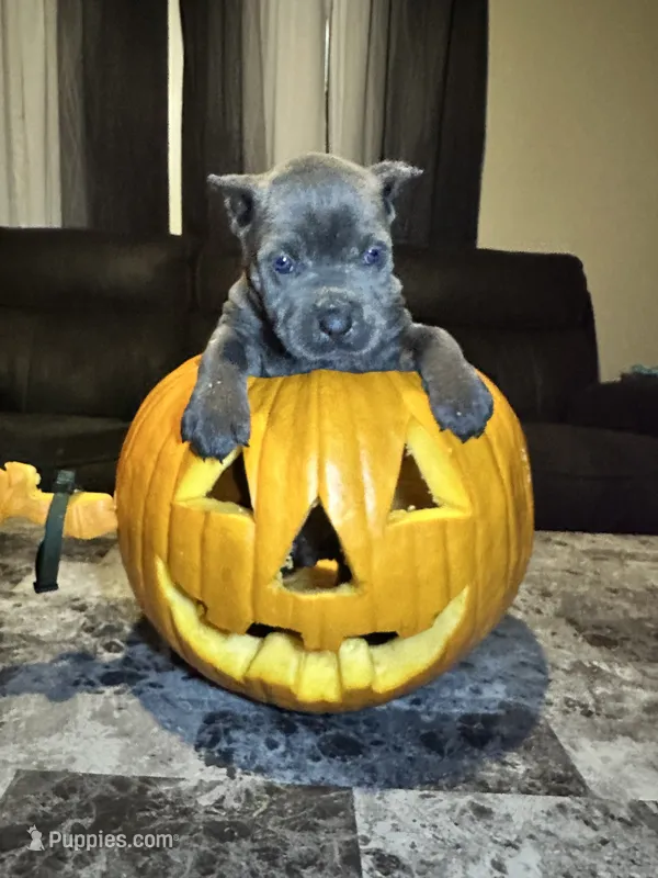Brown collar – Cane Corso puppy for sale in Champaign, IL