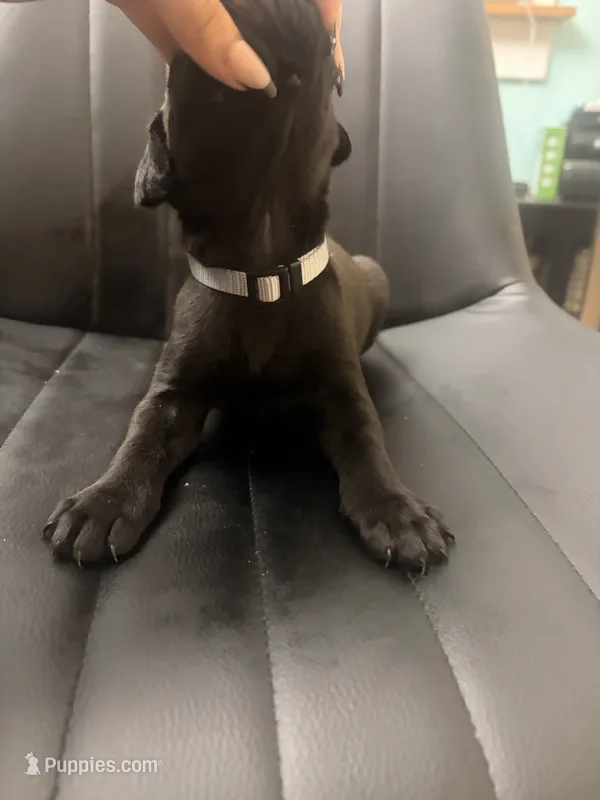 Peach – Cane Corso puppy for sale in Champaign, IL