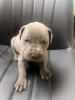 Brown collar, a male Cane Corso for sale in Champaign, IL – 2 of 3