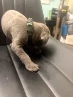 Green , a male Cane Corso for sale in Champaign, IL – 3 of 3