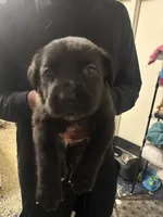 Pink, a female Cane Corso for sale in Champaign, IL – 2 of 3