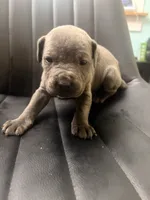 Green , a male Cane Corso for sale in Champaign, IL – 2 of 3