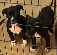 Angel, a female American Pit Bull Terrier for sale in Cleveland, OH – Photo 2 of 2