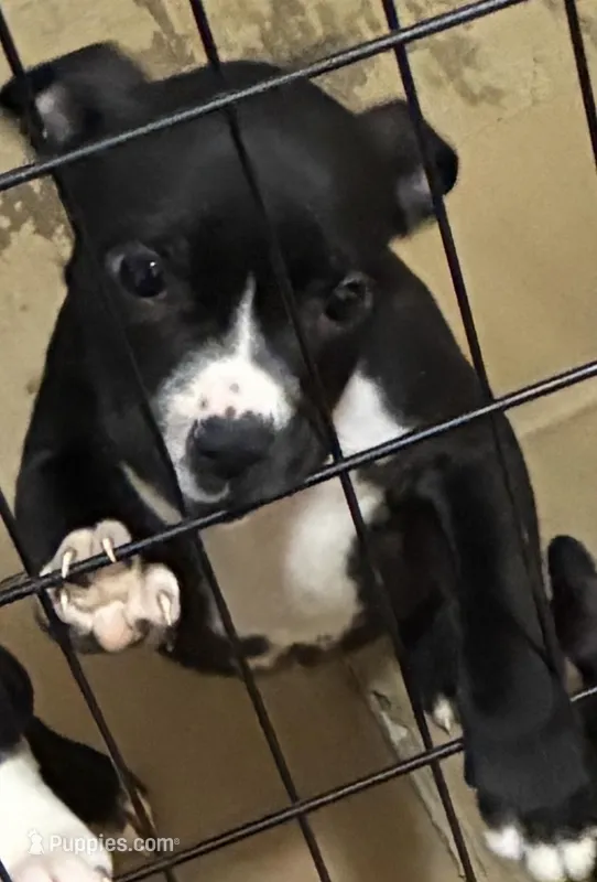 Angel – American Pit Bull Terrier puppy for sale in Cleveland, OH