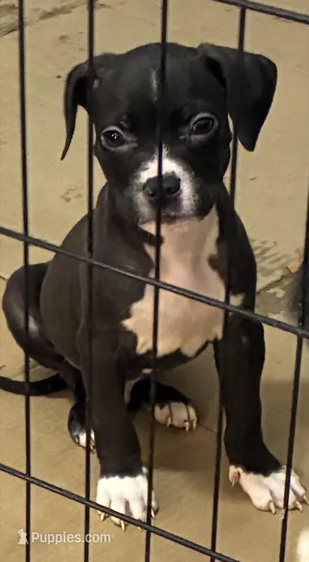 Black – American Pit Bull Terrier puppy for sale in Cleveland, OH