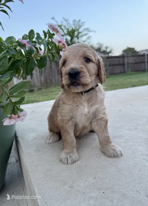 Lemon – Goldendoodle puppy for sale in Fate, TX