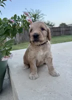 Lemon, a male Goldendoodle for sale in Fate, TX – 1 of 6