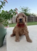 Grapefruit, a male Goldendoodle for sale in Fate, TX – 2 of 5