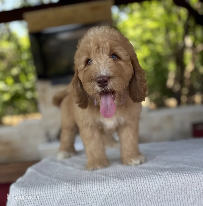 Sunny – Bernedoodle puppy for sale in Fate, TX