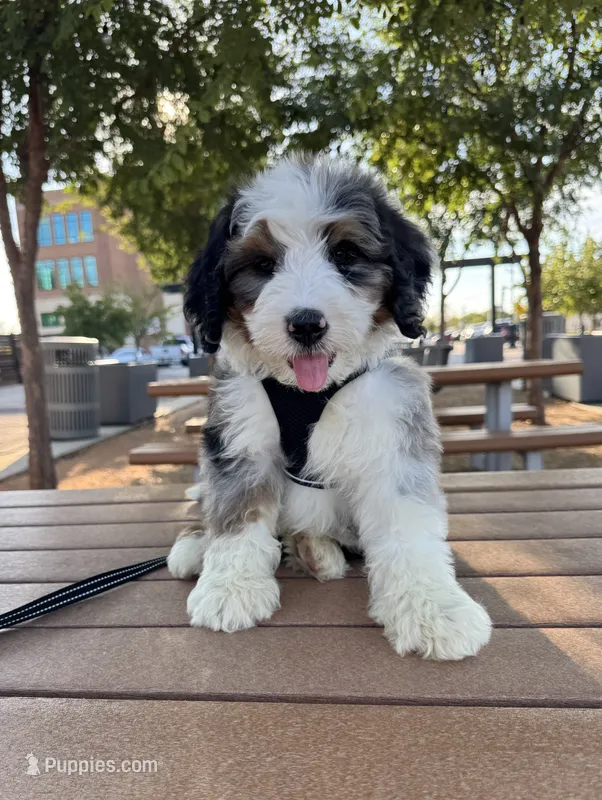 Owen – Bernedoodle puppy for sale in Royse City, TX