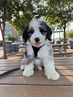 Owen, a male Bernedoodle for sale in Royse City, TX – 1 of 1