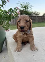 Orange, a male Goldendoodle for sale in Fate, TX – 8 of 8