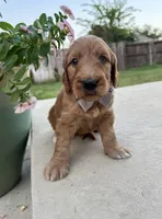 Orange, a male Goldendoodle for sale in Fate, TX – 2 of 8