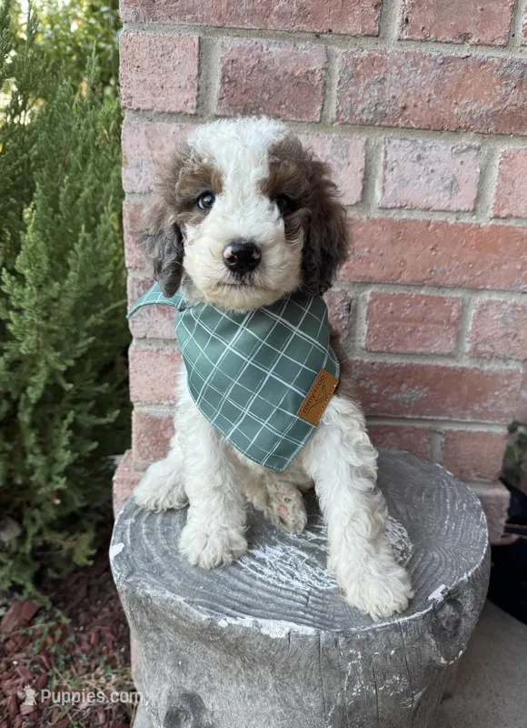 Gelato – Bernedoodle puppy for sale in Royse City, TX