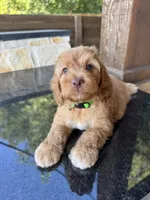Coffee, a male Cockapoo for sale in Fate, TX – 5 of 6