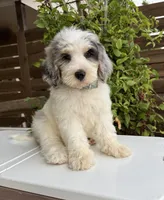 Merideth, a female Bernedoodle for sale in Royse City, TX – 3 of 10