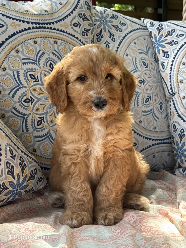 Cranberry, a  Goldendoodle for sale in Fate, TX – 1 of 5