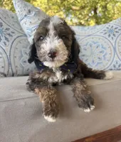 Fudge, a male Bernedoodle for sale in Royse City, TX – 4 of 5