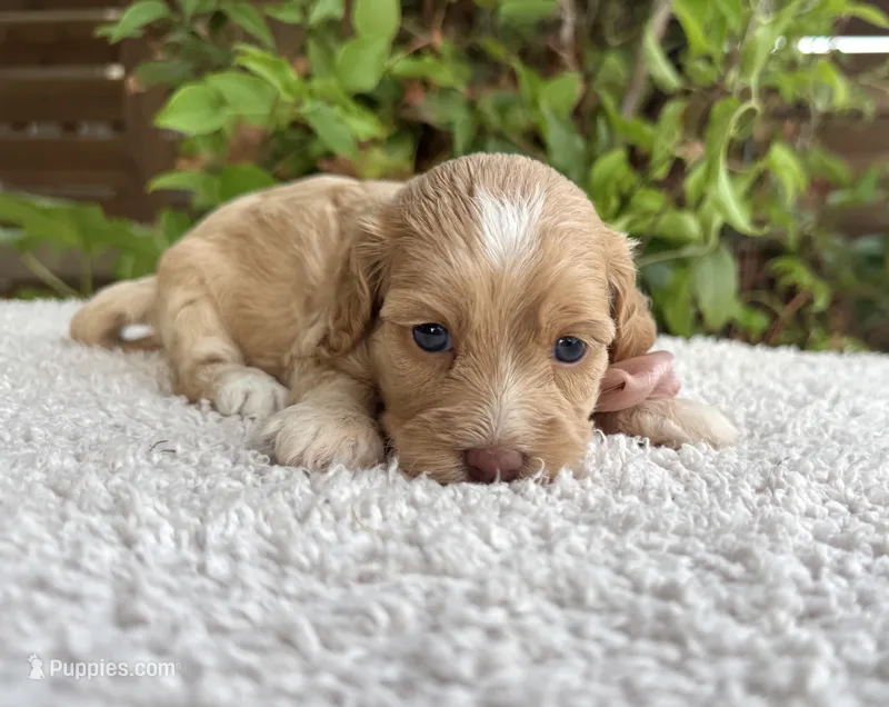 Liberty – Cockapoo puppy for sale in Fate, TX