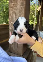Neapolitan, a male Bernedoodle for sale in Fate, TX – 3 of 3