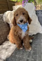 Pepper, a female Bernedoodle for sale in Fate, TX – Photo 4 of 6