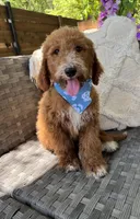 Pepper, a female Bernedoodle for sale in Fate, TX – Photo 3 of 6