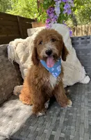 Pepper, a female Bernedoodle for sale in Fate, TX – Photo 6 of 6