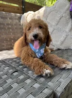 Pepper, a female Bernedoodle for sale in Fate, TX – Photo 5 of 6