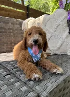 Pepper, a female Bernedoodle for sale in Fate, TX – Photo 2 of 6