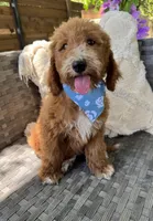 Pepper, a female Bernedoodle for sale in Fate, TX – Photo 1 of 6