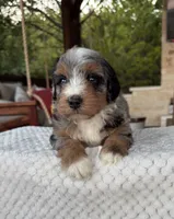 Seahorse, a male Bernedoodle for sale in Royse City, TX – 4 of 6